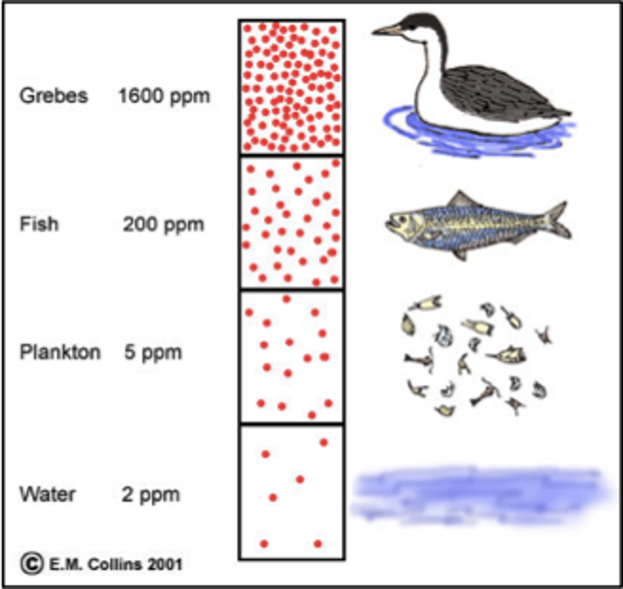 <p>What organism has the highest concentration of toxins?</p>