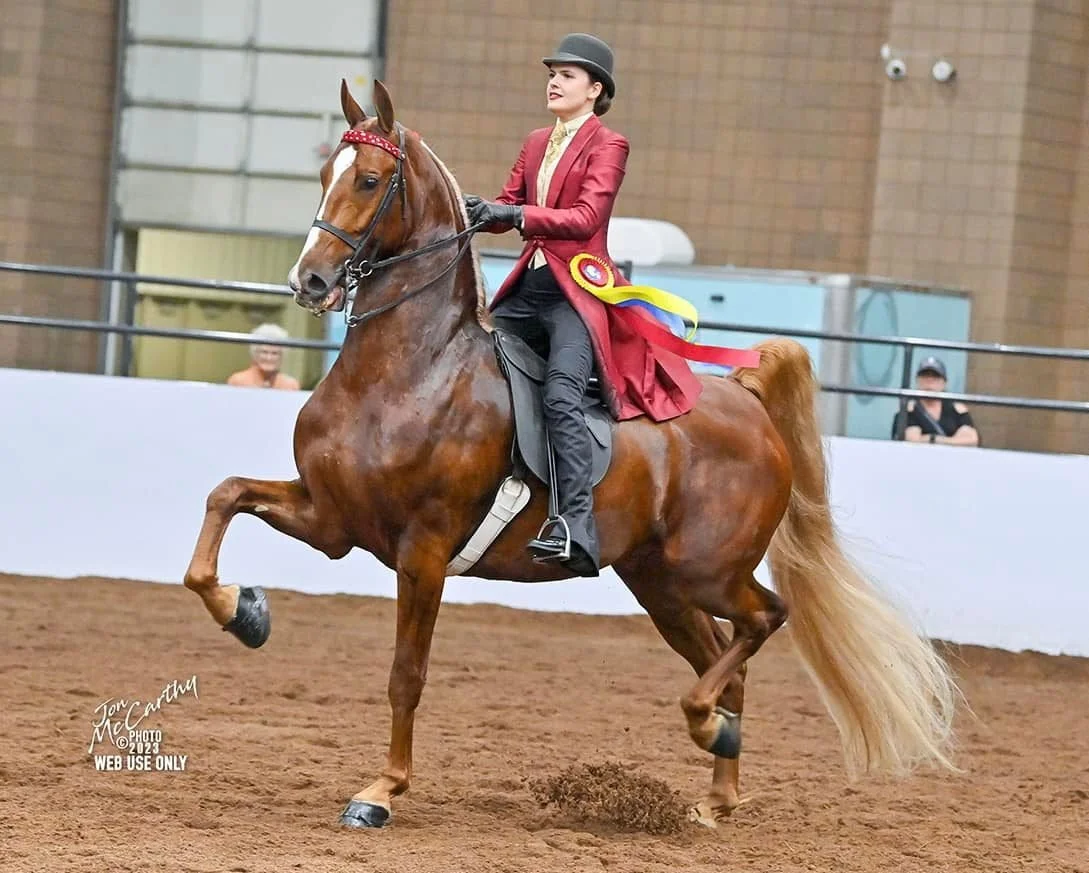 <p>American Saddlebred/Saddle Horse</p>