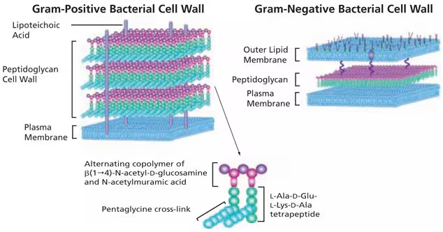 <p>What do antibiotics specifically target on the cell wall? (composition)</p>