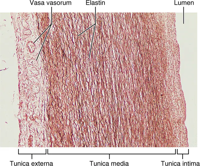 <p>Includes the aorta and its major branches</p><ul><li><p>a.k.a. conducting arteries because they are the pathway for blood leaving the heart</p></li><li><p>High amount of elastin softens the surge of blood pressure</p></li></ul><p></p>
