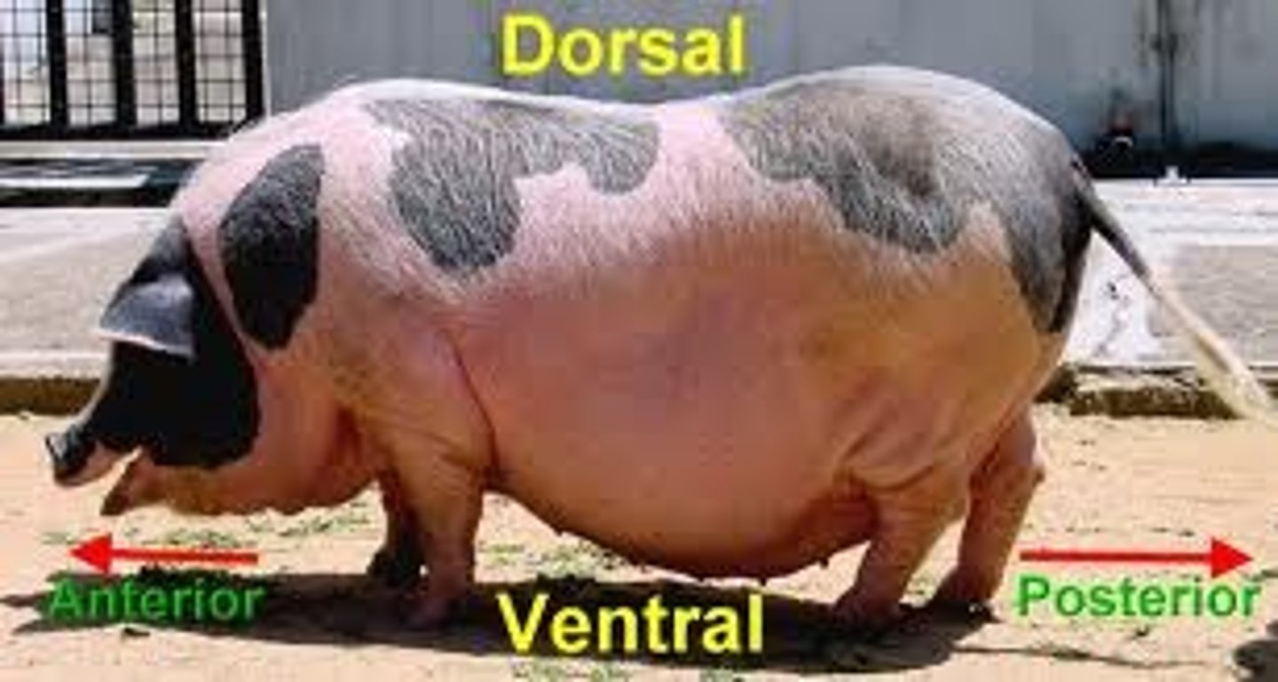 <p>Anterior is forward; posterior is toward the back</p>