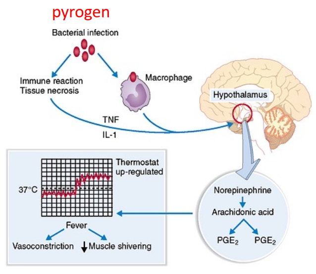 <p><span>Pyrogen</span></p>