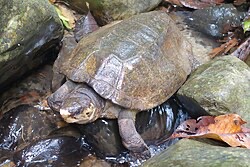 <p>Malayan flat shelled turtle</p>