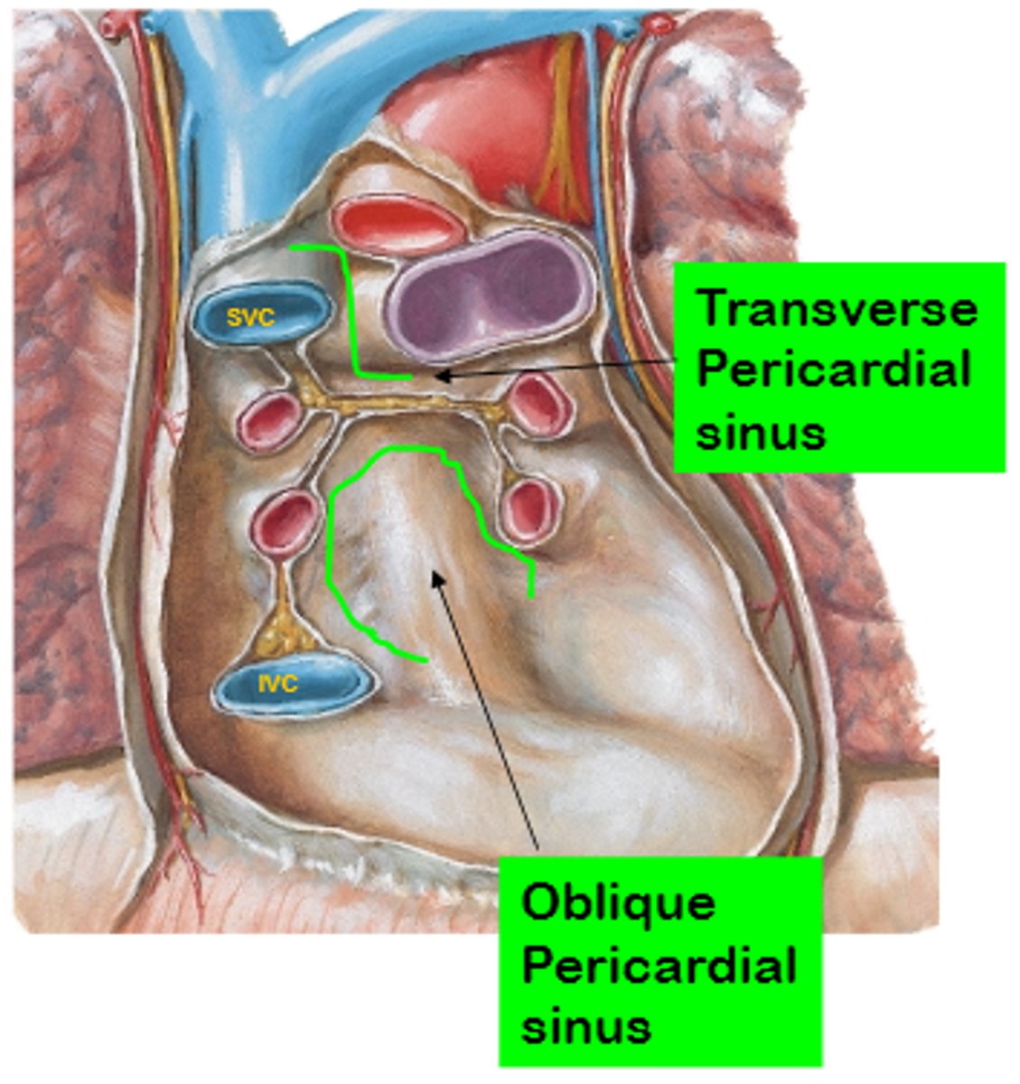 <p>pocket-like recess in the pericardial cavity formed by the L atrium. It is a blind sac</p>