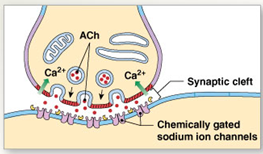 Cholinergic synapses are chemical synapses that that use acetylcholine molecules as the neurotransmitter.