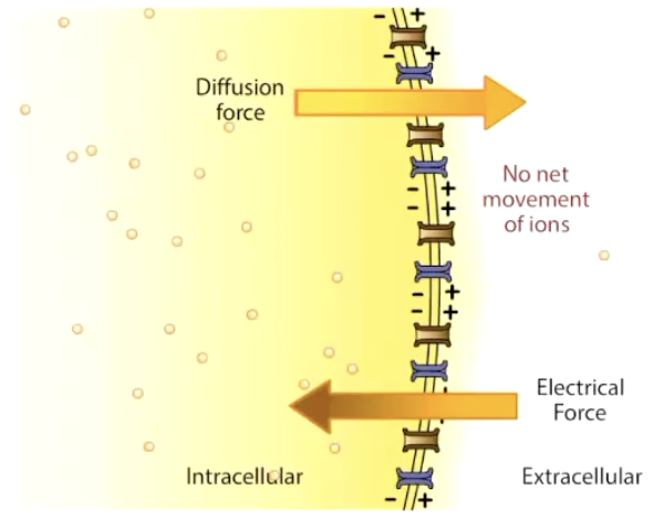 <ul><li><p>Combination of <strong>chemical (concentration)</strong> + <strong>electrical (voltage)</strong> forces</p></li><li><p>Ions move until equilibrium potential (Eion) is reached → no net movement</p></li><li><p><strong>Equilibrium potential: </strong>The potential at which the electric part of the electrochemical force completely <strong><u>balances</u></strong> the concentration  part of the electrochemical force</p><ul><li><p>Until there is <strong><u>NO NET</u></strong> movement of that ion</p></li></ul></li></ul><p></p>