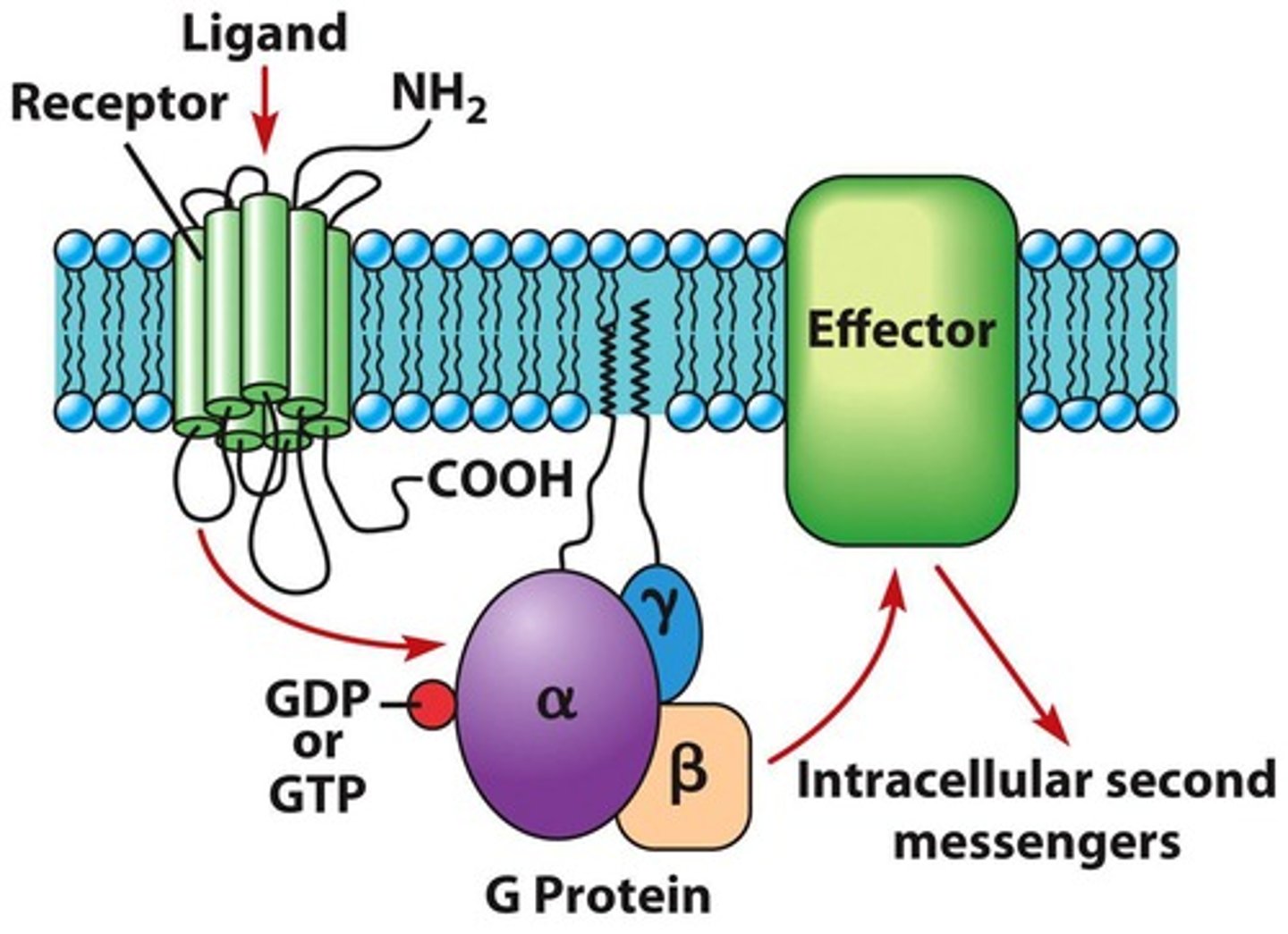 <p>Membrane proteins activating intracellular signaling.</p>