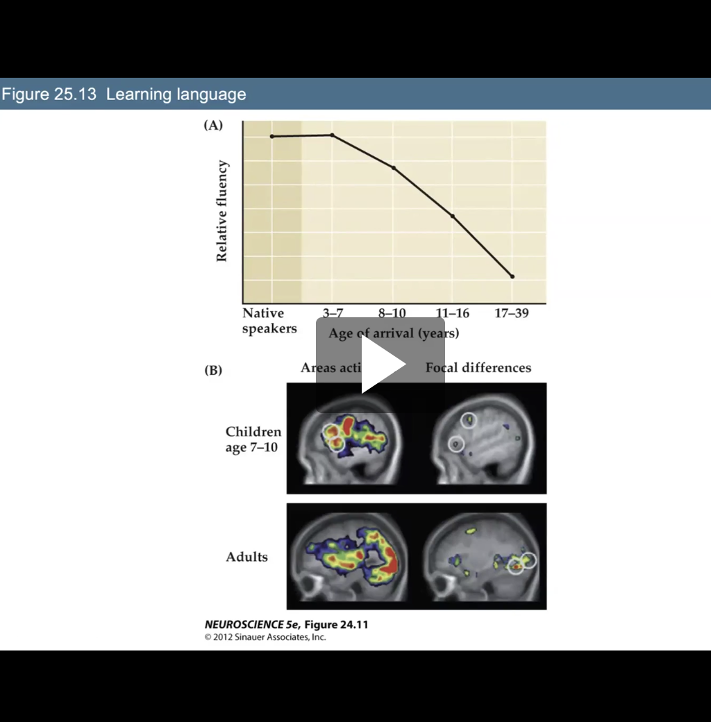 <p>Explain Figure 23.13- Learning Language</p>