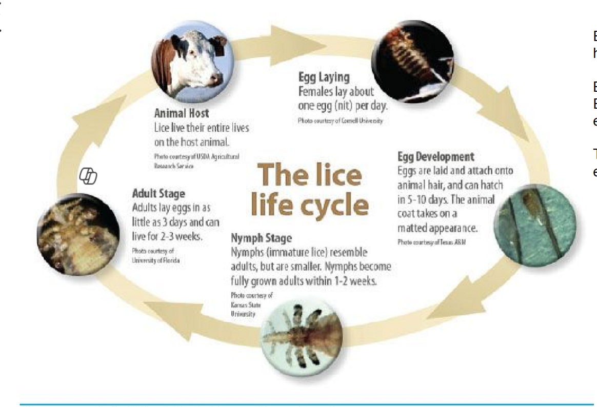 <p>can be either (they prefer direct though)</p><p>yes (unlike fleas)</p><p>stressed animals or group housing (common in LA’s)</p><p>show S&amp;S all over body, fleas will be irritation in specific parts of body</p>