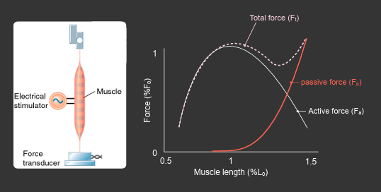 <p>active force = parabolic graph </p><p>passive force = exponential graph </p><p>total force = cubic graph </p>