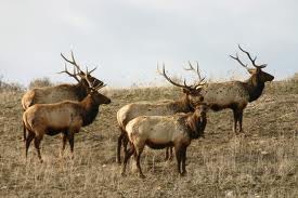 All of a single species in the same area in time.