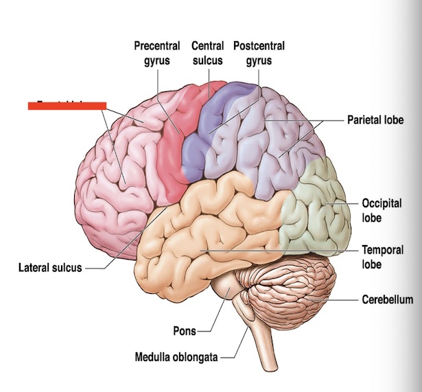 <p>14.9 what part of the cerebrum is this? what is the function? </p>