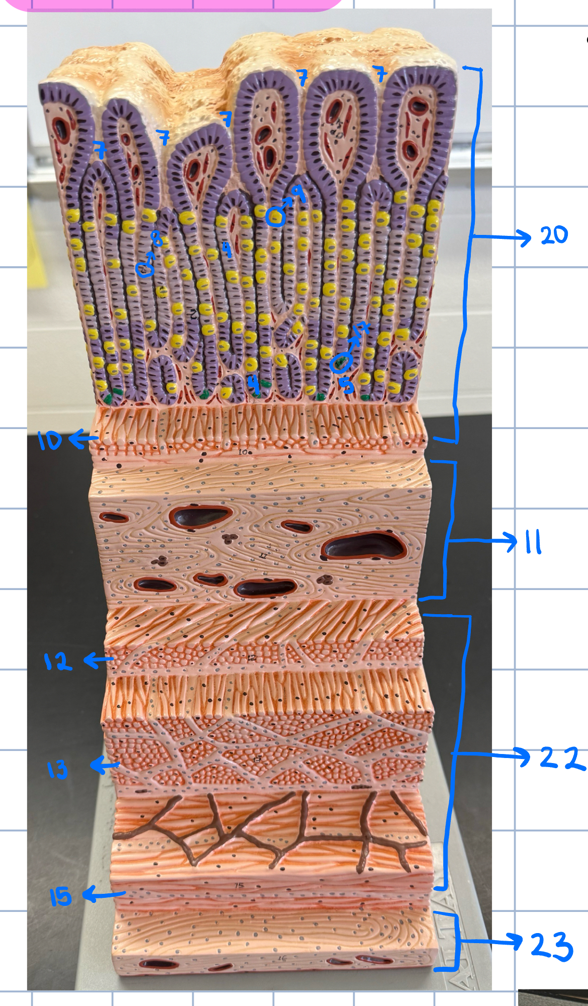 <p>41</p>
