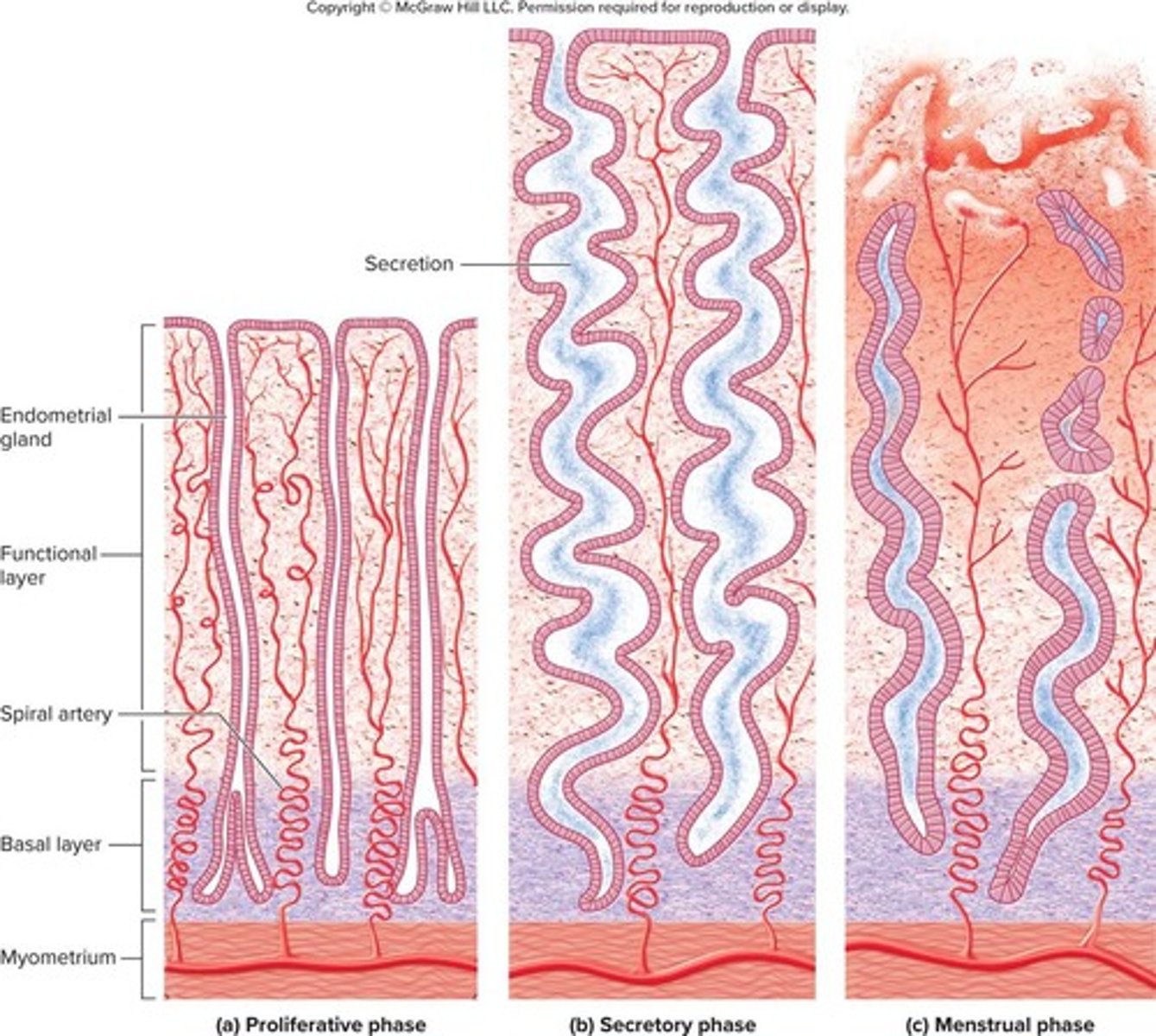 <p>It involves rebuilding the functional layer of the endometrium lost during menstruation.</p>