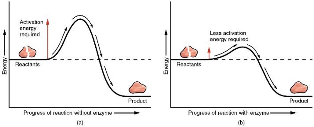 <p><span><span>binding to reactants in such a way that the bond breaking or building process happens more readily. This lowers the activation energy required for reactions to take place.</span></span></p>