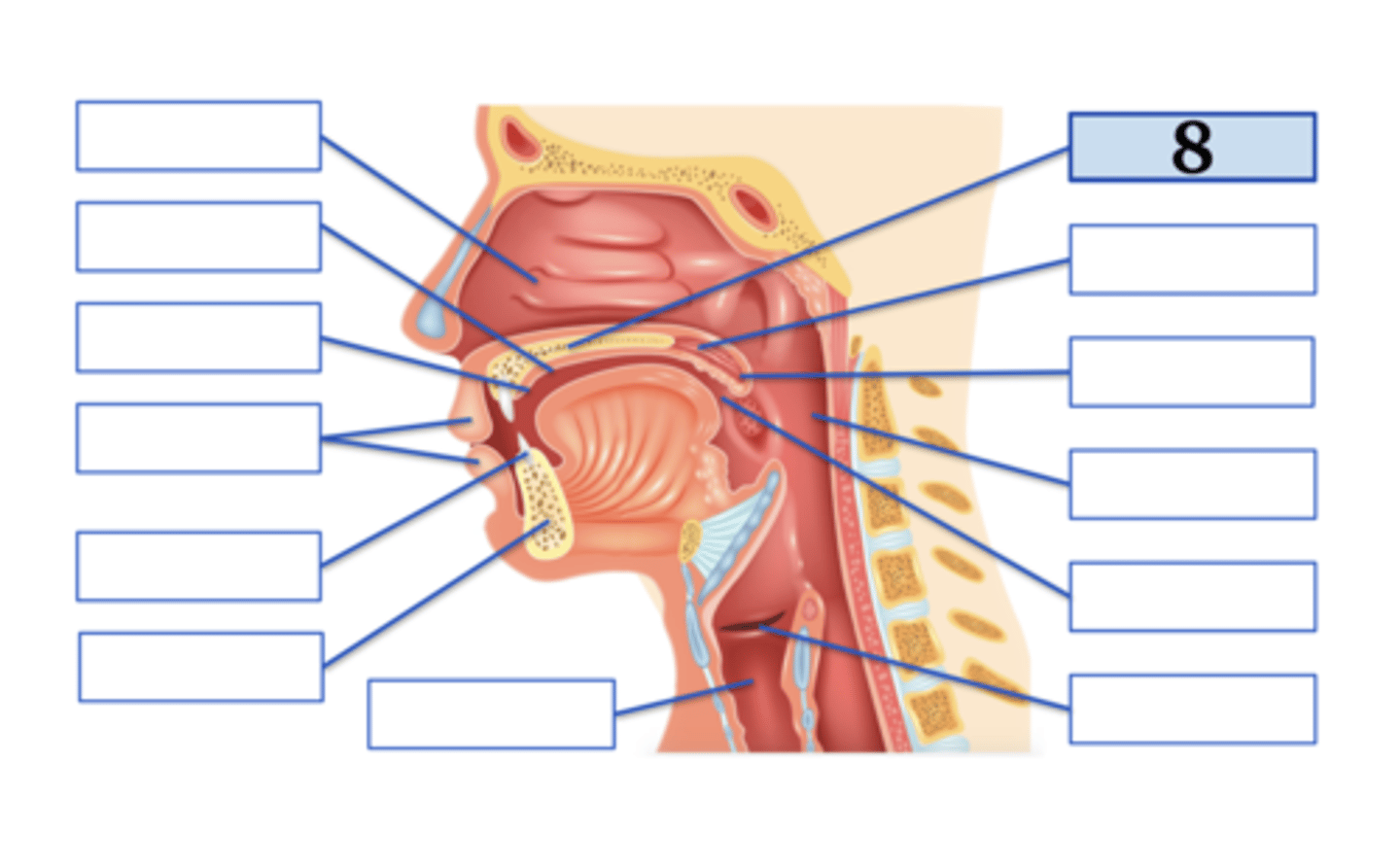 <p>hard palate;</p><p>voiced palatal approximant</p>