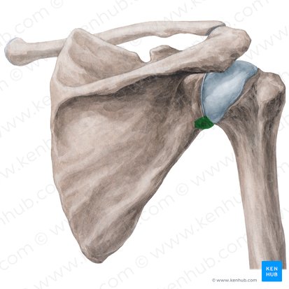 <ul><li><p>attachment site of the long head of the triceps brachii</p></li></ul><p></p>