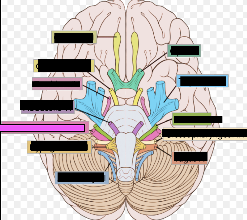 <p>VIII. Nerve that helps with hearing and balance </p>
