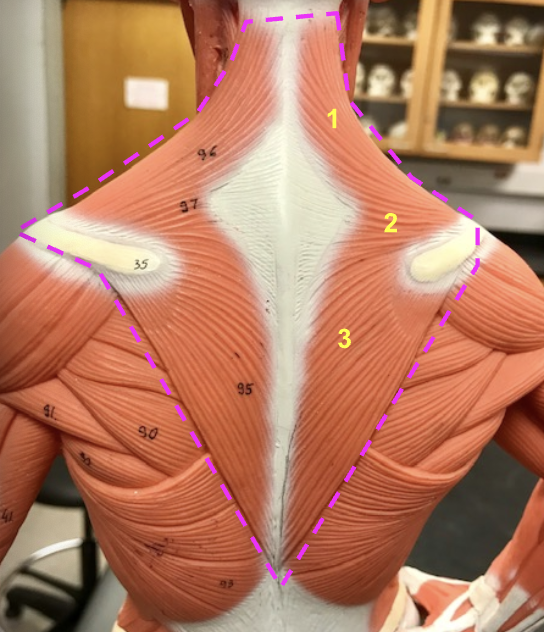 <p>What are the names of the three fibers in the Trapezuis? </p>