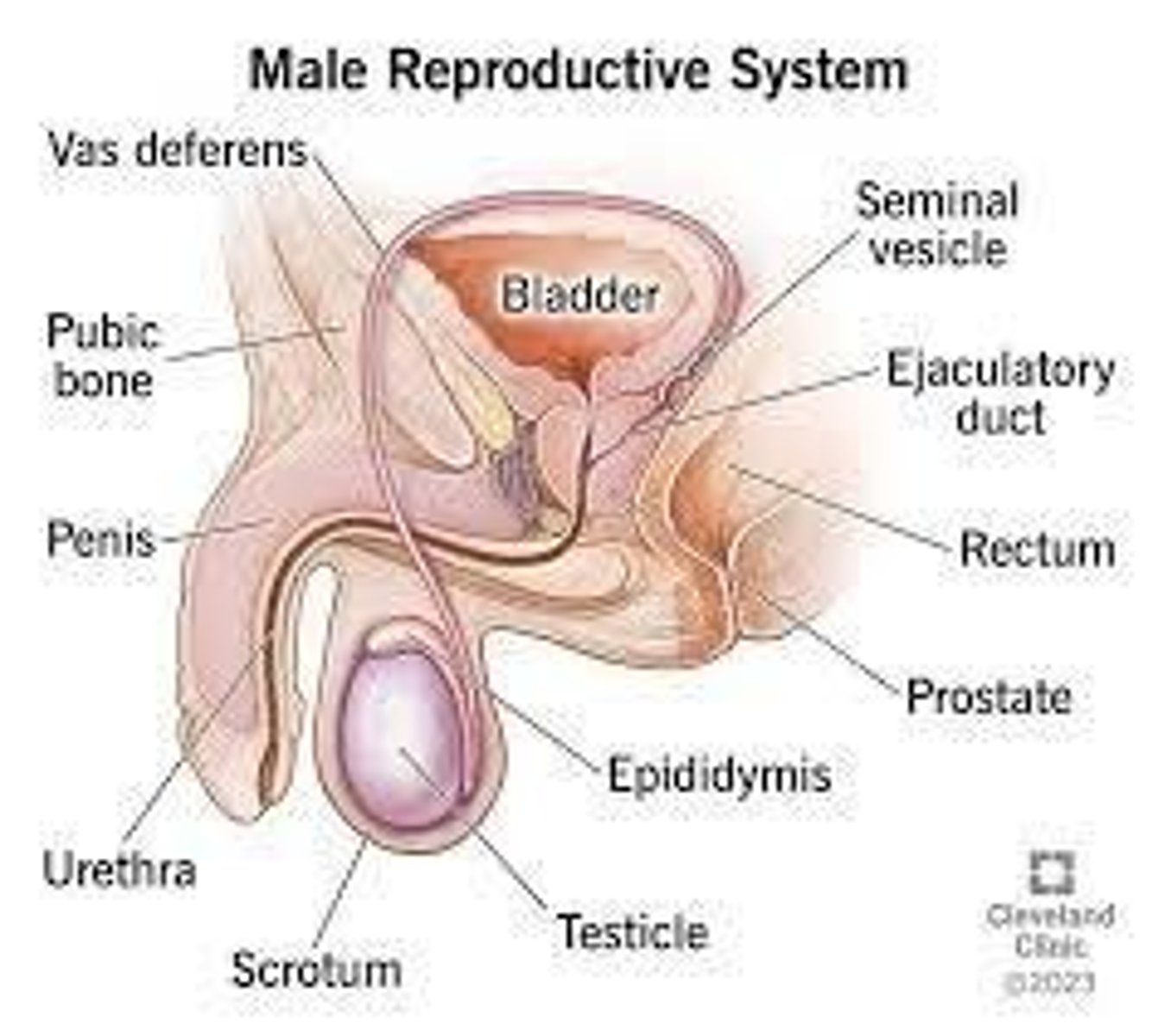 <p>The penis, scrotum, and testes.</p>