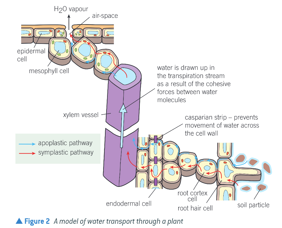 <p>Cohesion & Tension (Transpiration) </p>