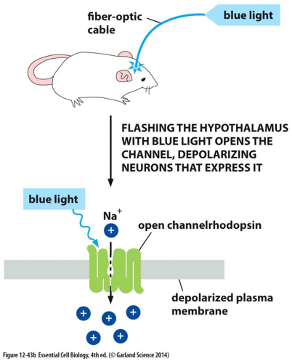 <p>- you can target a very specific types of neurons</p><p>example:</p><p>- protein found in algae responds to light</p><p>- get DNA from protein -&gt; insert DNA into specific neurons you want to work with -&gt; use flashing blue light, neuron will activate when light turns on</p>