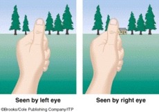 A binocular cue for perceiving depth: By comparing images from the retinas in the two eyes, the brain computes distance-the greater the disparity (difference) between the two images, the closer the object

Knapek