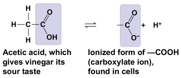 <ul><li><p>acts as an acid</p></li><li><p>compound name: carboxylic acid or organic acid</p></li></ul><p></p>