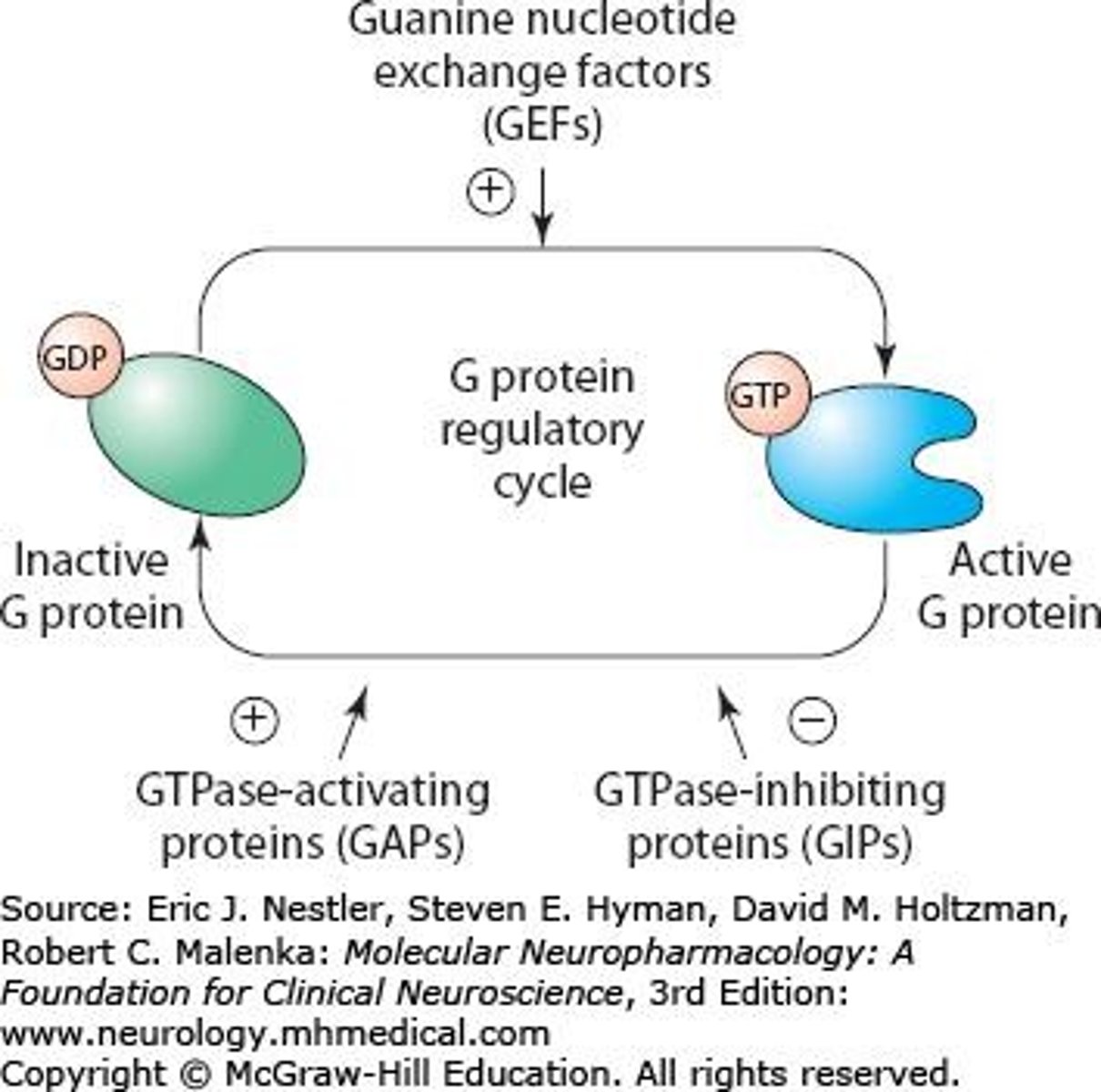 <p>They diversify signals and responses in the nervous system.</p>