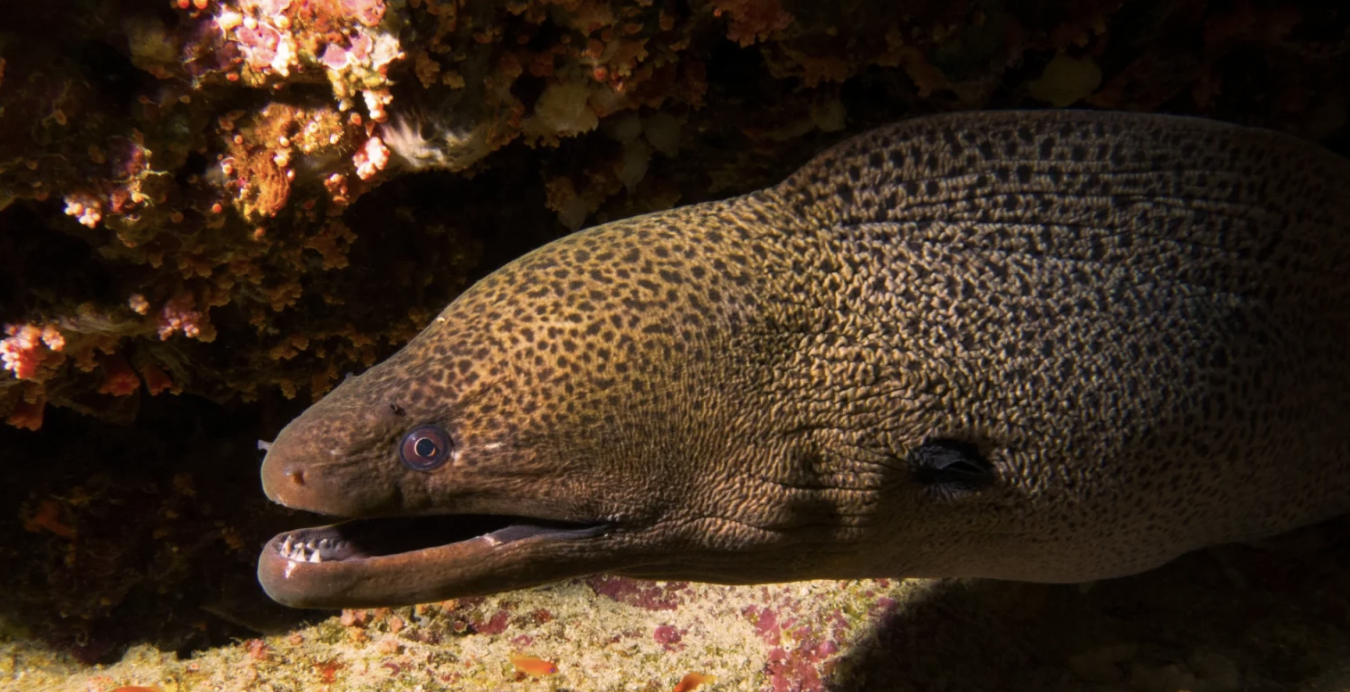 <p>moray eels</p><p></p><p>Key traits:</p><ul><li><p>215 spp, 42 spp in Hawaii</p></li><li><p>tropical and temperate, small round gill openings, neuromast on head only, no pectorals, nostril tubes, teeth sharp or molarform</p></li></ul><p></p>