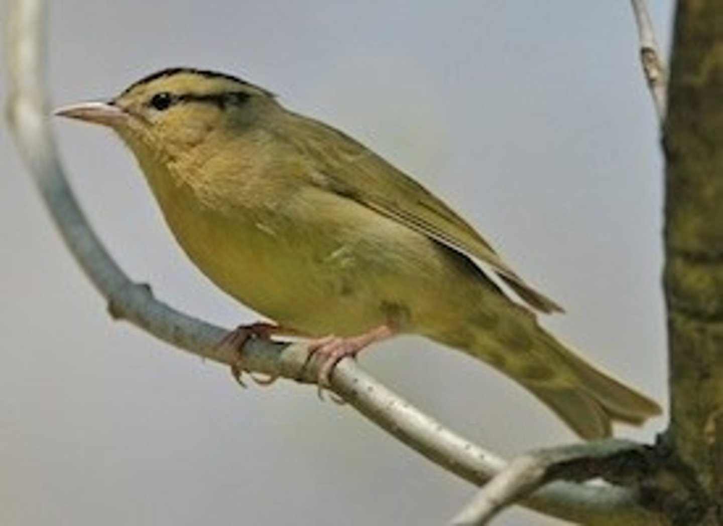 <p>Passeriformes</p><p>Striped head, fairly short square tail, large-ish bill</p>