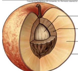 <p>label parts of pericarp and locate the seed</p>