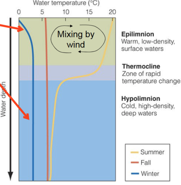 <p>1) Epilimnion</p><ul><li><p>Warm, low-density, surface waters</p></li></ul><p>2) Thermocline</p><ul><li><p>Zone of <strong>rapid</strong> temperature change</p></li></ul><p>3) Hypolimnion</p><ul><li><p>Cold, high-density, deep water</p></li></ul><p></p><p>Deep water and thermocline are isolated from atmosphere</p><p></p>