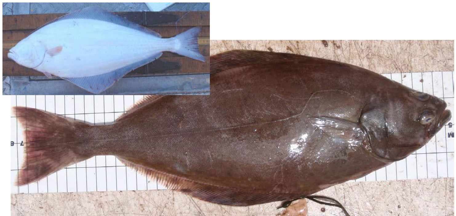 <p>right eyed, high arching lateral line, both eyes visible, white underbelly</p>