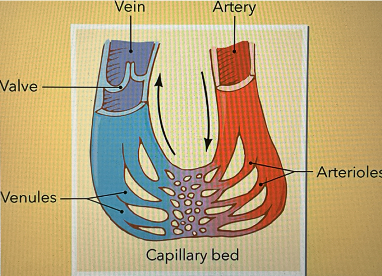 <p>the process of moving oxygen and carbon dioxide between circulating blood and the cells.</p>