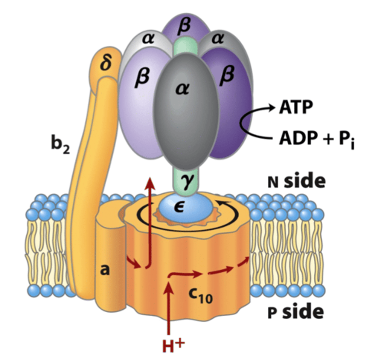 <p>Reverse ATP synthase called ATPase.</p><p>ATPase: ATP hydrolysis--use ATP, breaks phosphate, and moves protons to periplasmic space.</p><p>ATP--&gt; ADP and Pi</p>