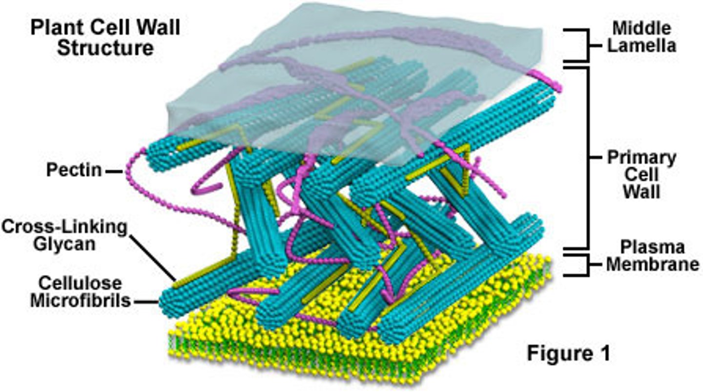 <p>(B) The Cell Wall has more Carbohydrates than the Plasma Membrane.</p>