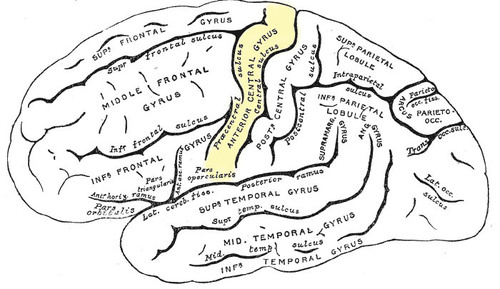 Neuroanatomy Flashcards | Knowt