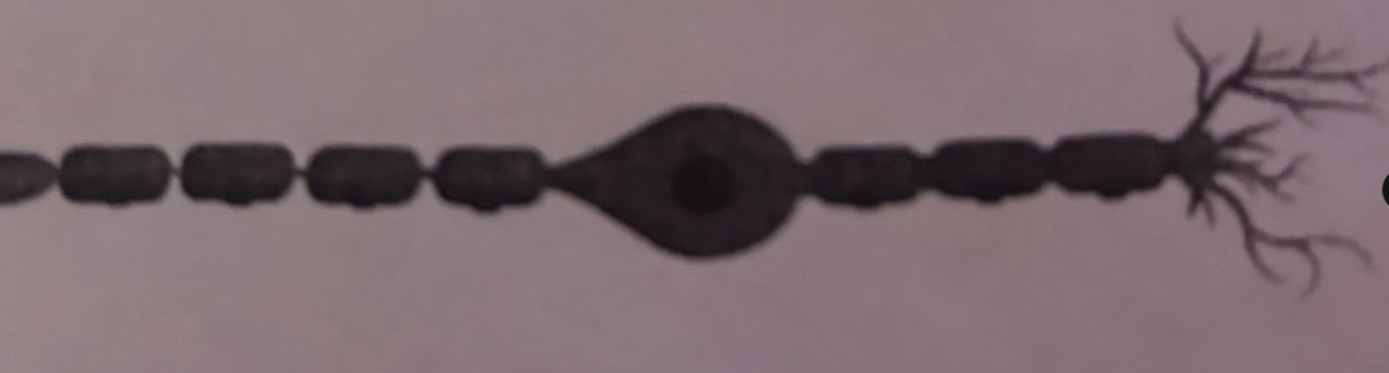 <p>Neuron Form-bipolar microscopy</p>