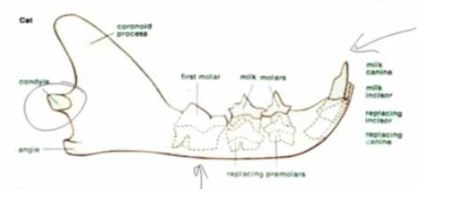 <p>-single prominent bone in lower jaw: the dentary</p><p>-new joint between dentary and temporal bone: TMJ</p>