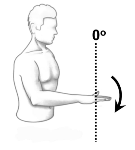 <p>Elbow pronation</p>