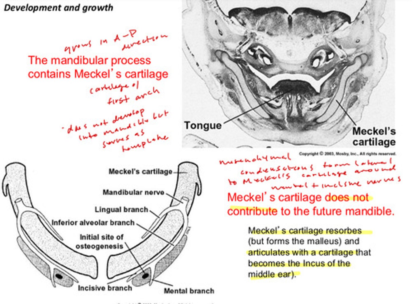 <p>meckel's cartilage</p>