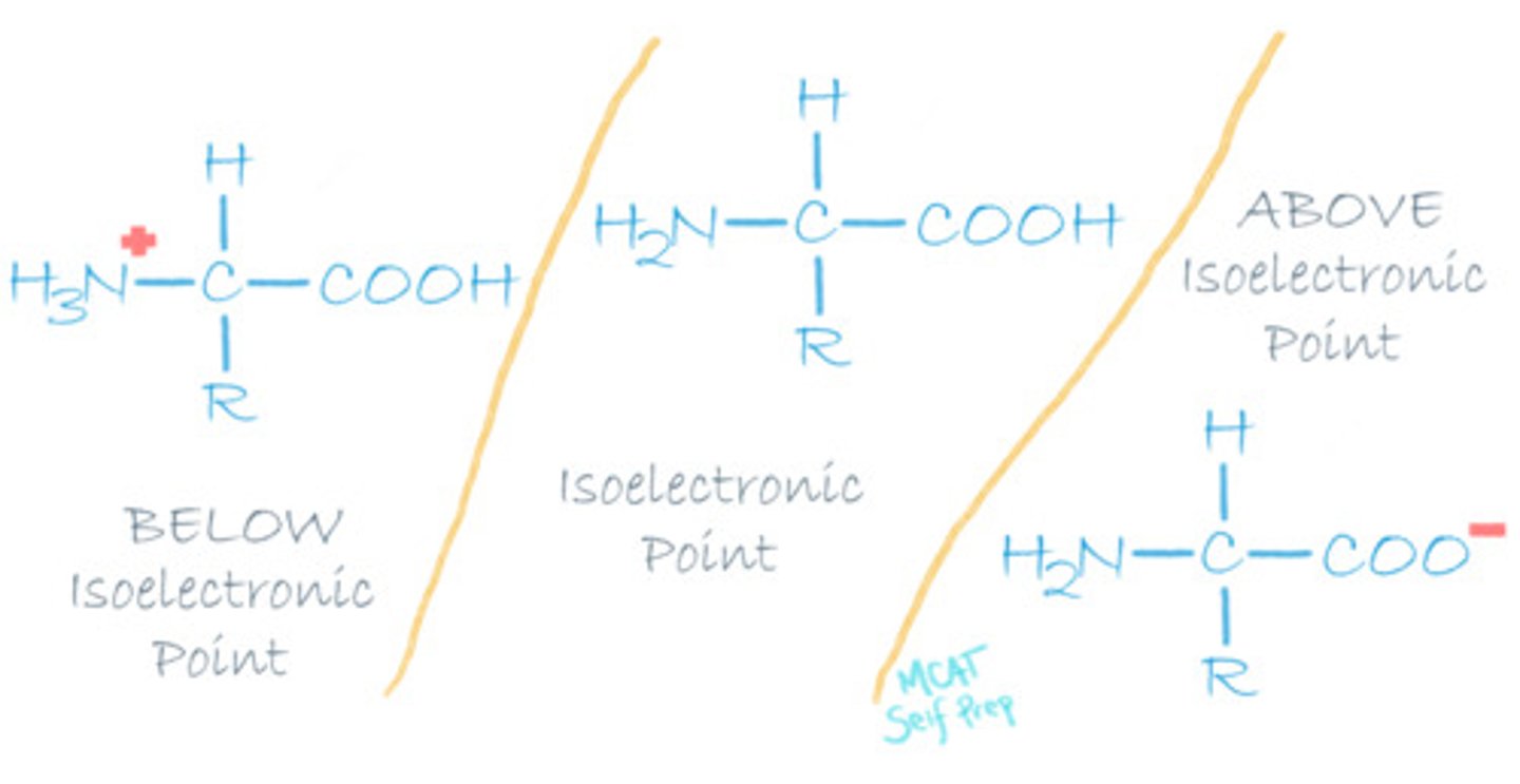 <p>At a low pH, the amino acid will be fully protonated with a positive net charge.</p><p>At a high pH, the amino acid will be fully deprotonated with a negative net charge.</p>