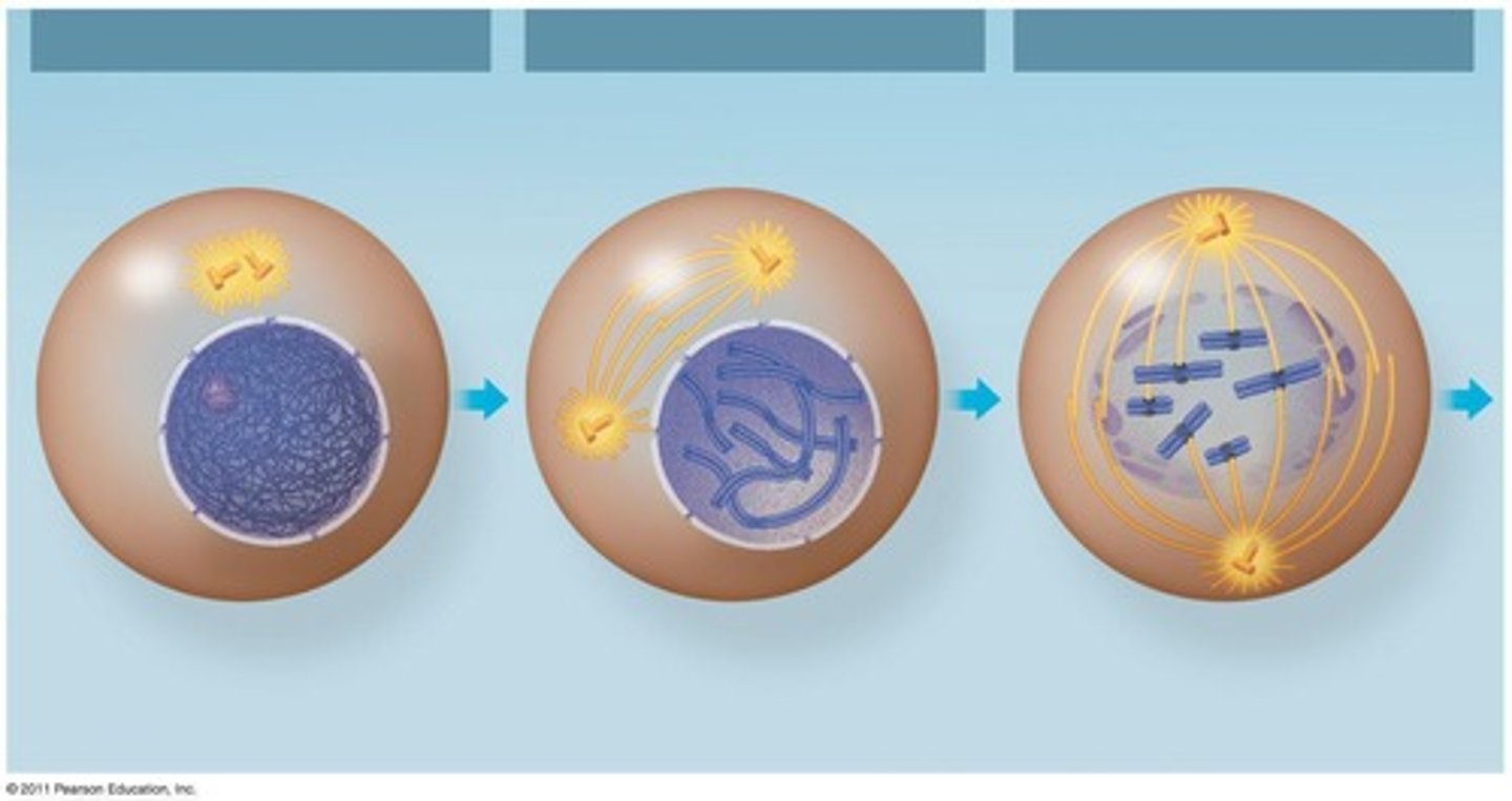 <p>Prophase, Prometaphase, Metaphase, Anaphase, Telophase.</p>