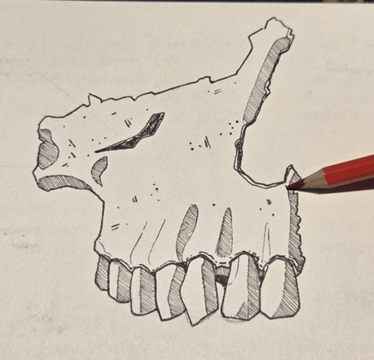 <p>thin projection of bone on the midline at the inferior margin of the nasal aperture</p>
