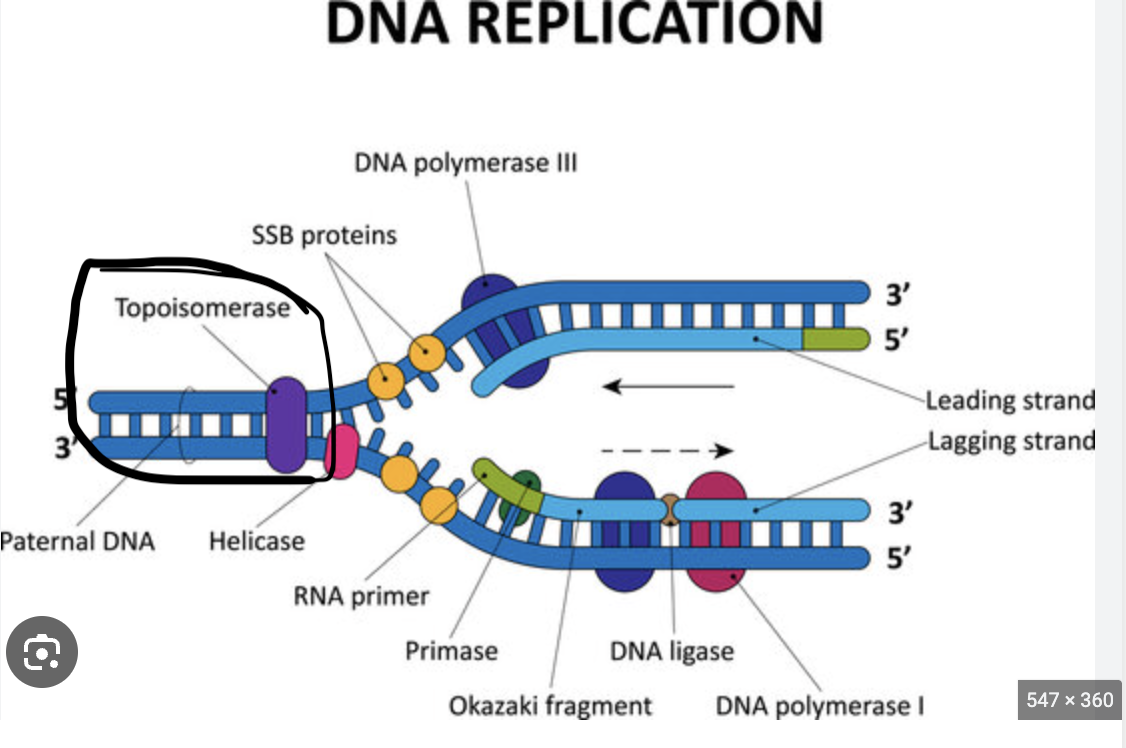 <p>Topoisomerase</p>