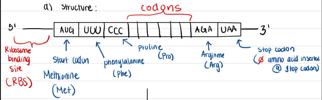 <p>Structure of mRNA</p>
