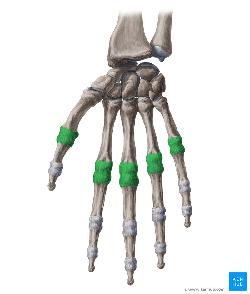 <p>Between Metacarpals &amp; Phalanges (Knuckles)</p>
