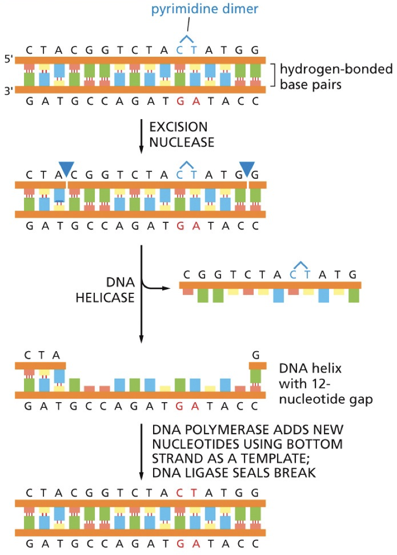 Excision nucleases cut the damaged strands on either side of the lesion. Two strands are separated by DNA helicase and cut piece is released. DNA polymerase fills in the gap, DNA ligase seals the strand. 