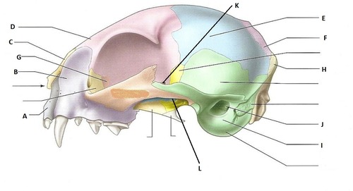 (A)
